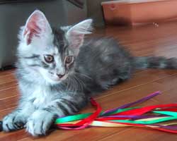 �����F�V���o�[�g�[�r�B