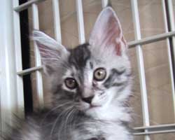 �����F�V���o�[�g�[�r�B