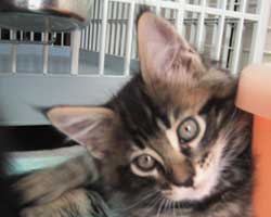 ���j�F�u���E���E�^�r�[