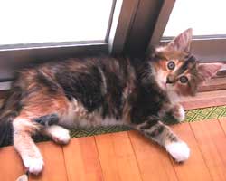 �����F�u���E���E�g�[�r�B���z���C�g