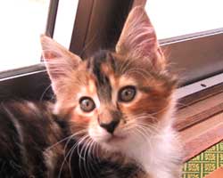 �����F�u���E���E�g�[�r�B���z���C�g