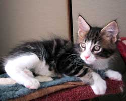 �l�j�F�u���E���E�^�r�[���z���C�g