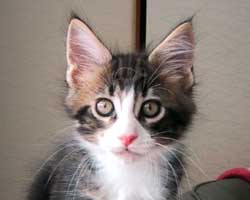 �l�j�F�u���E���E�^�r�[���z���C�g