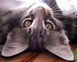 �ܒj�F�V���o�[�E�^�r�[