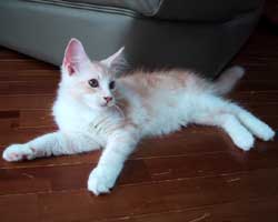 ���j�F���b�h�V���o�[���z���C�g