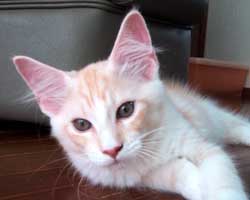 ���j�F���b�h�V���o�[���z���C�g