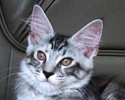 �����F�V���o�[�g�[�r�B