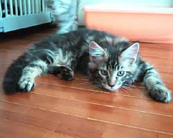 ���j�F�u���E���E�^�r�[