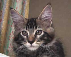 ���j�F�u���E���E�^�r�[