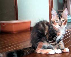 �����F�u���E���E�g�[�r�B���z���C�g