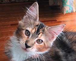 �����F�u���E���E�g�[�r�B���z���C�g