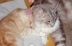 ���j�F���b�h�V���o�[���z���C�g