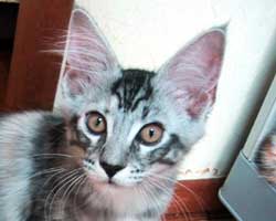 �����F�V���o�[�g�[�r�B