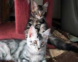 �����F�V���o�[�g�[�r�B