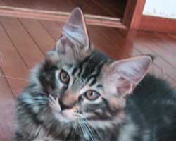 ���j�F�u���E���E�^�r�[