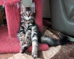 ���j�F�u���E���E�^�r�[