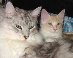 ���j�F���b�h�V���o�[���z���C�g