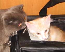 ���j�F���b�h�V���o�[���z���C�g