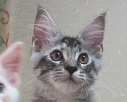 �����F�V���o�[�g�[�r�B