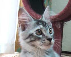 �����F�V���o�[�g�[�r�B