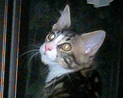 �l�j�F�u���E���E�^�r�[���z���C�g