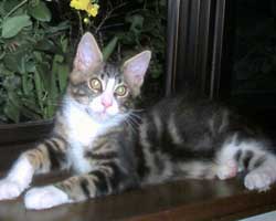 �l�j�F�u���E���E�^�r�[���z���C�g