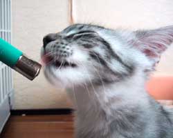 �����F�V���o�[�g�[�r�B