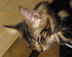 ���j�F�u���E���E�^�r�[