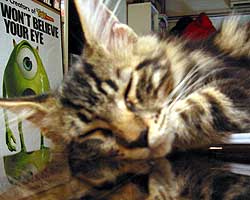 ���j�F�u���E���E�^�r�[