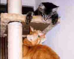 MORI���񂿂́u���r���N�v