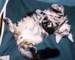 MORI���񂿂́u���r���N�v