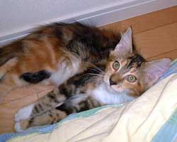 �ԃ}�}���񂿂́u�ԉ΂����v