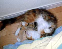 �ԃ}�}���񂿂́u�ԉ΂����v