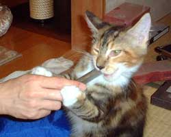 �ԃ}�}���񂿂́u�ԉ΂����v