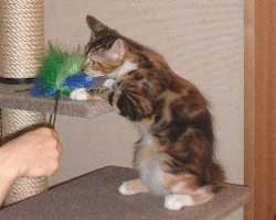 �ԃ}�}���񂿂́u�ԉ΂����v