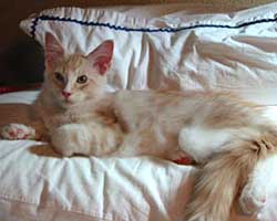 ���j�F���b�h�V���o�[���z���C�g