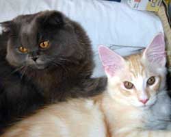 ���j�F���b�h�V���o�[���z���C�g