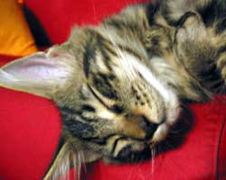 ���j�F�u���E���E�^�r�[