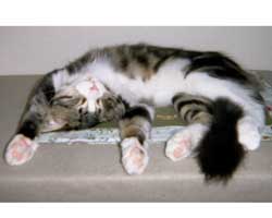 �A���X���񂿂́u�J�v�`�[�m�N�v