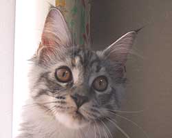 �u���R�V�F