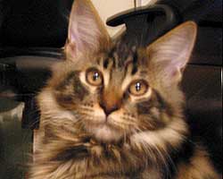 �{�{���񂿂́u�ꖱ�N�v