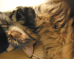 �{�{���񂿂́u�ꖱ�N�v