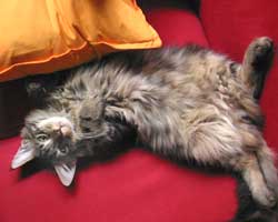 �{�{���񂿂́u�ꖱ�N�v