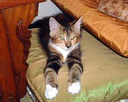 �ԃ}�}���񂿂́u�ԉ΂����v