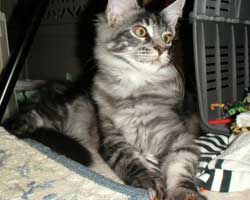 ���邱���񂿂́u���I���N�v