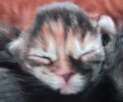 �}�}��ꡂ����A����T���ڂ̍�