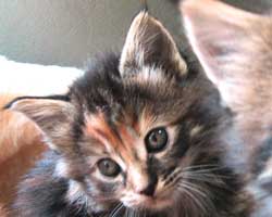 �}�}��ꡂ����A����S�Q���ڂ̍�