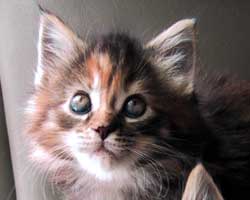 �}�}��ꡂ����A����S�X���ڂ̍�