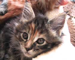 �}�}��ꡂ����A����T�U���ڂ̍�