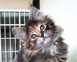 �}�}��ꡂ����A����U�R���ڂ̍�